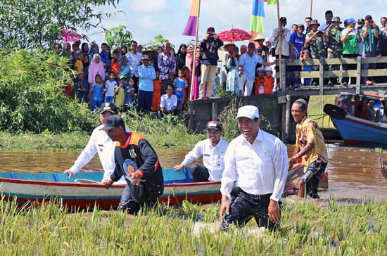 Panen di Rawa Lebak, Mentan Pilih Basah Kuyup ketimbang Naik Perahu